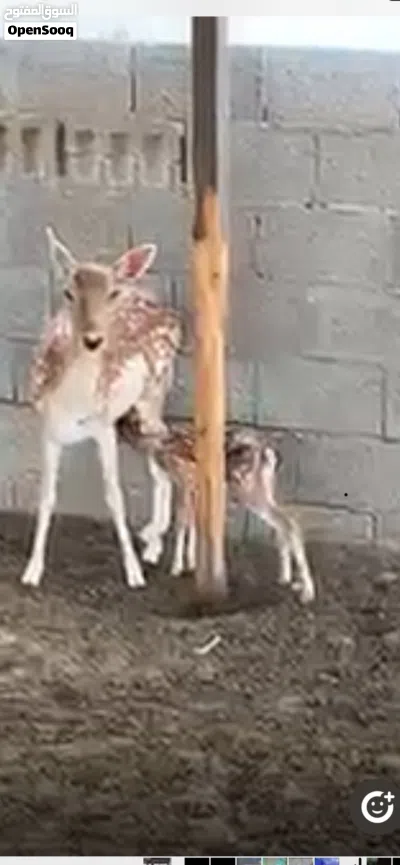 غزال للبيع 2