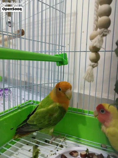 Peach Face Lovebird Pair Available Rosy Family 3