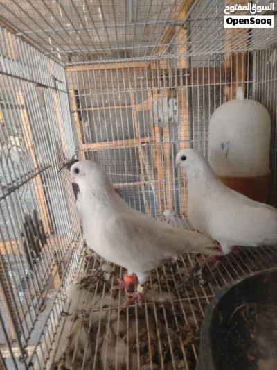 3 زواج أرافل قجم بزارات لزوج 30 3