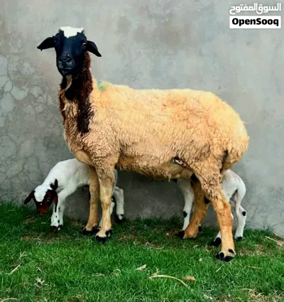 نعجه وطنيه متوامه تحته خروف وفطيمه 4