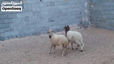2خرفان وطنيات مشالله عمرهم ف6شهور سليمات من العيوب والامراض 3