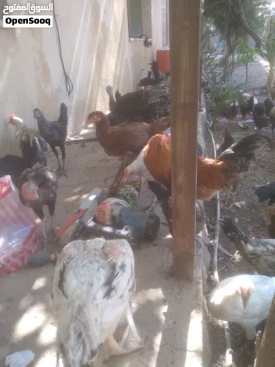 دجاج للبيع بسعر حرق لعدم التفرغ 2