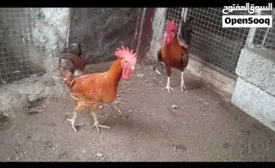 3دياكه سمان يصلحن لذبح وتربيه 9ريال الكل اخرهم موقع لوى. 2