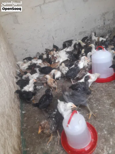 صوص دجاج بلدي 3