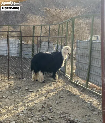 حلال نجدي وتيس عماني للبيع 3