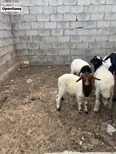 بيع زوز خرفان ربي بارك عمره 3او4اشهور بيع جمله 3