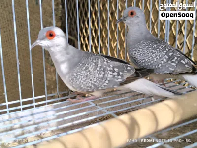 اليمام الماسي Diamond dove 3