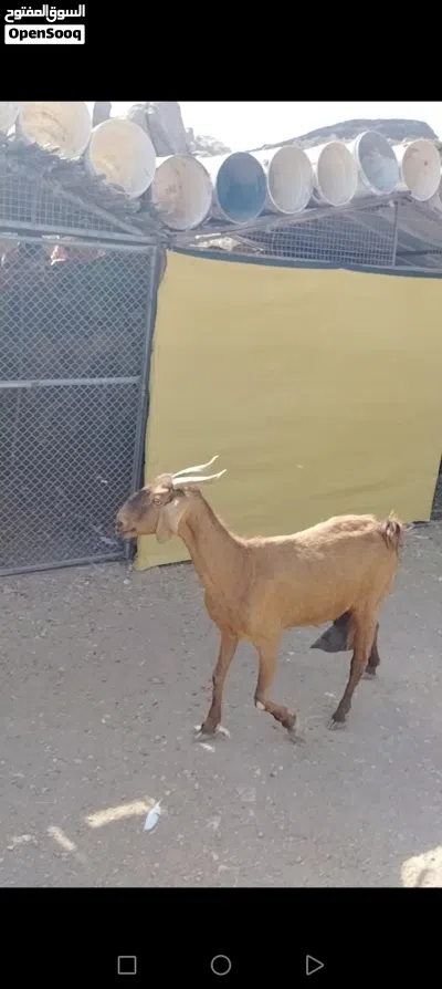 للبيع شاه عارضيه 2