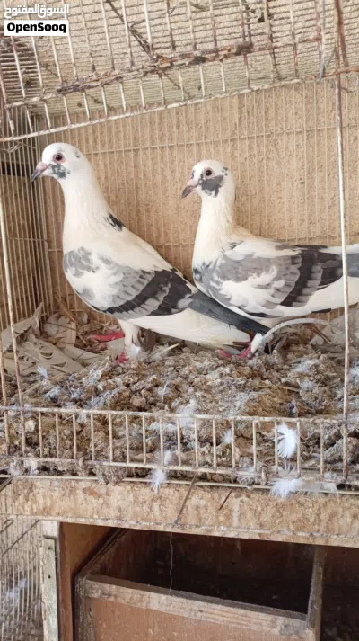 لاحم وزان حجم وسـط 4