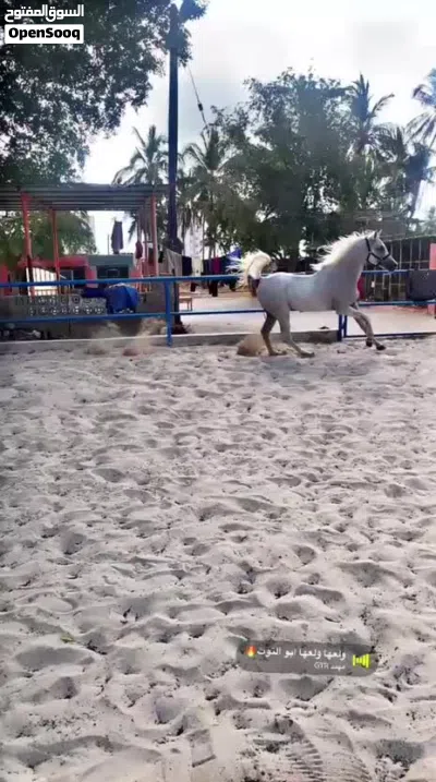 خيل للبيع في صلاله 3