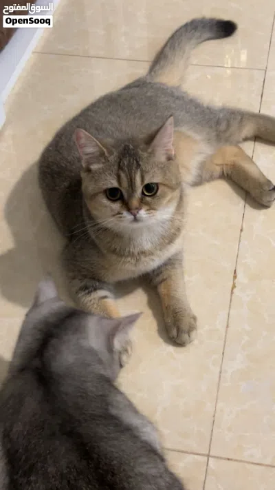 قطه سكوتش ستريت للبيع 4