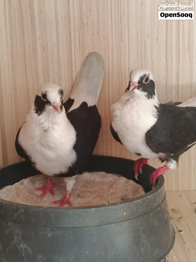 ارفل بسود نثايه اثنينهن للبيع مراسله واتساب التفاصيل 2