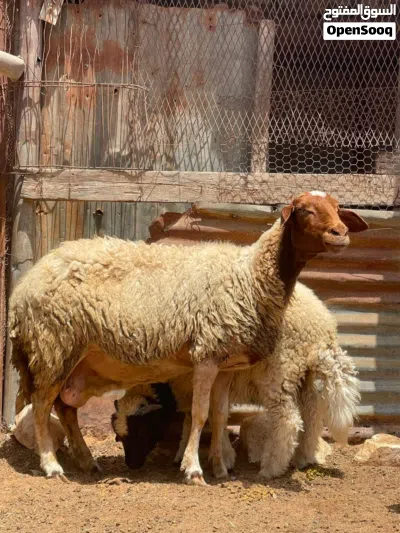 نعجة والد حولي ذكرا للبيع 3