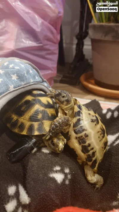 High-quality turtles available 2