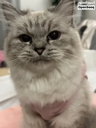 Sweet Female Turkish Angora with Persian Mix 3