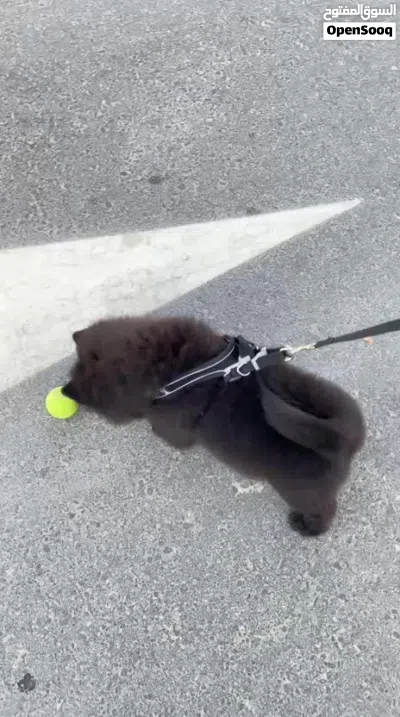 Male Chow Chow Puppy 3 Months Old 3
