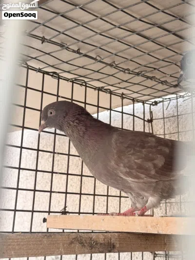 طير لوت مياز 2