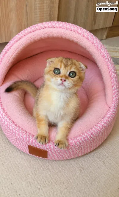 Scottish Fold(Male) 4