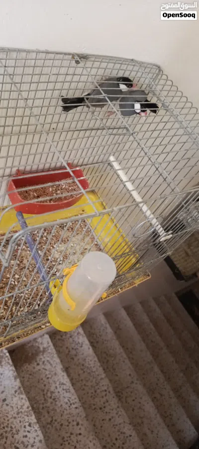 joel couple with cage 2