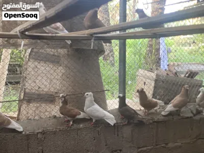 للبيع حمام الوصف مهم 3