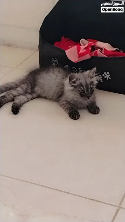للتبني ذكر شيرازي 3