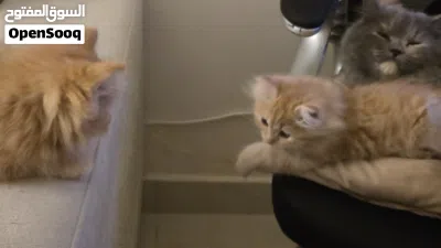 2 shirazi kittens for sale 2