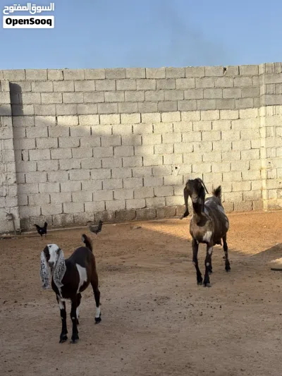 عنز هجين قبرصي 2