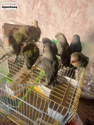 متوفر افراخ روز 2