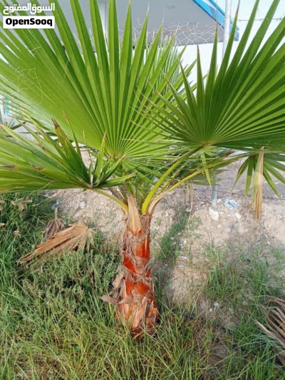 أشجار واشنطونيا للبيع 3