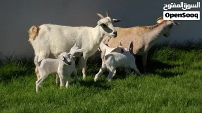 معزه كرديات للبيع 3