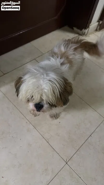 للبيع فقط كلب شيتزو جميل ونشيط، للبيع بسبب عدم التفرغ 3