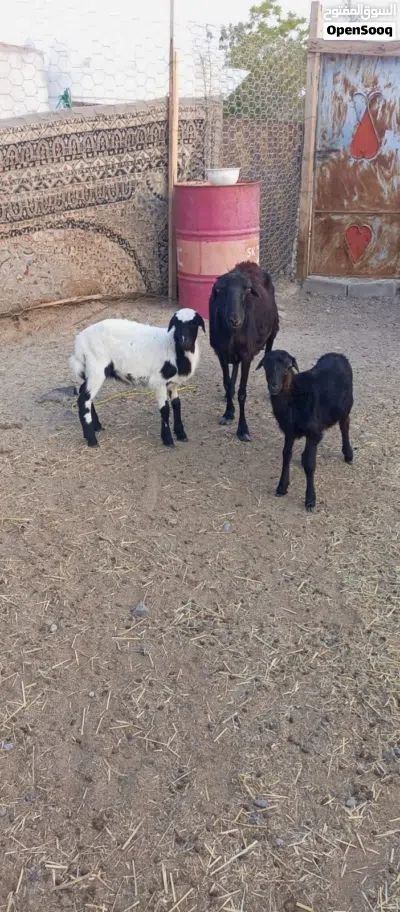 جاعده اللبيع 2