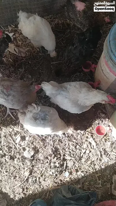 دجاج للبيع 4