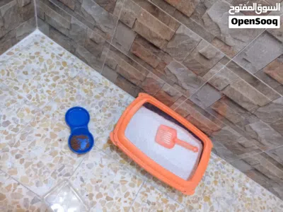 قط شيرازي اااا 3