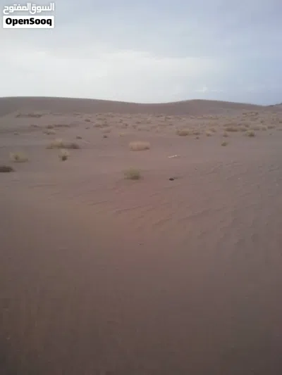 للبيع ارض زراعيه طينه خصبه مستويه لارمل ولاشي ركب وزرع وسعر المعاد فقط 500 مئة الف يمني 2