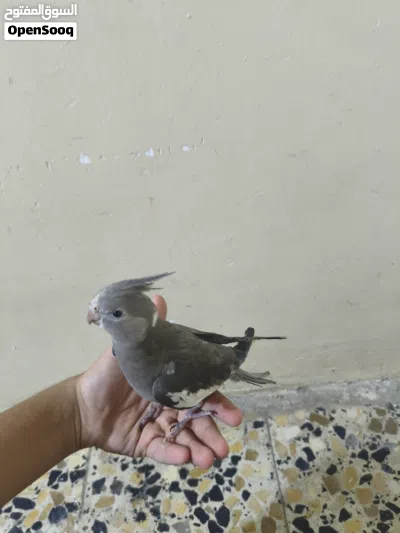 كوكتيل الاليف انكليزي 2