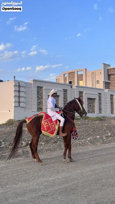 حصان عربي اصيل 3