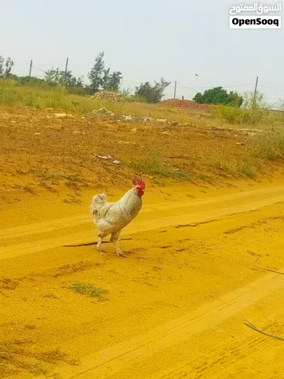 2ديوك ربي يبارك براهما 2
