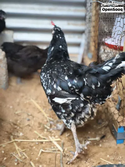 زوز دجاجات عربيات للبيع يدحو 2