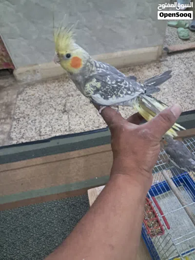طيور كوكتيل 2