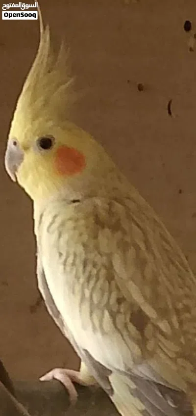 جوز بلبل بالانتاج 2