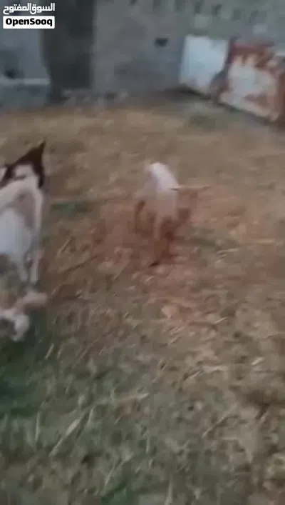 شاه سعيديه اصيلة 2