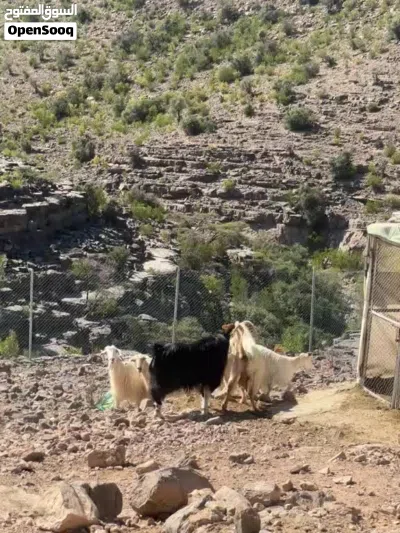 تيس فحل للبيع 4