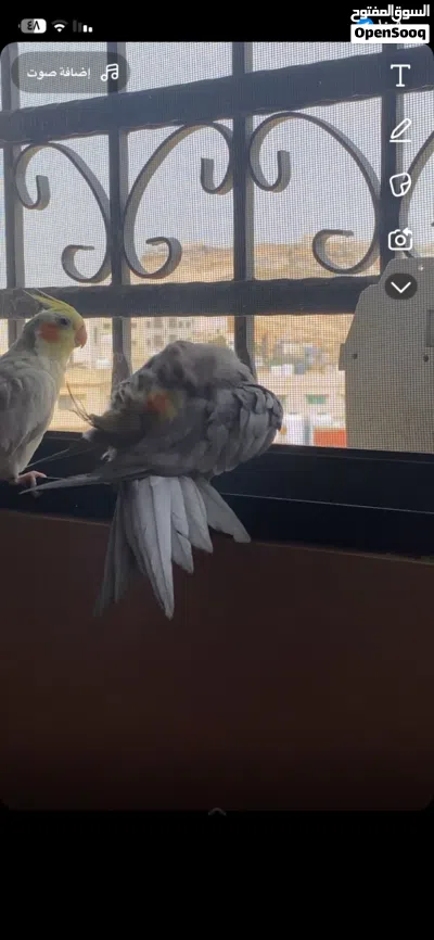 ببغاء كوكتيل اليف 2