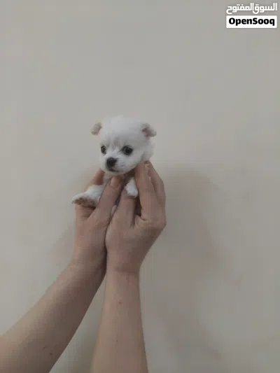 Matyz puppy for sale 2