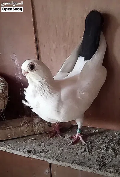 مطلوب زوج ارافل قجم مخاليف لون ابيض 2