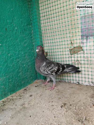 فحل زاجل جيني عمره سنة ونصف مع تك مخلف زاجل جيني 2