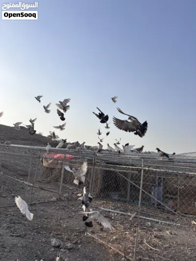 حمام للبيع شوف الوصف مهم جدااا 3