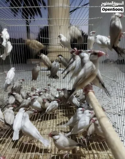 زيبرا بوده صحتها الله يبارك 15 طرف السعر 50 دينار الطرف جمله على 40 2