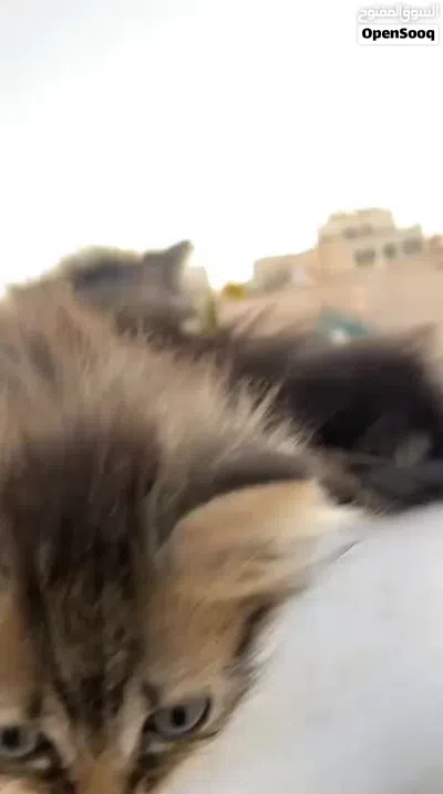 سكوتش مكس هملايا 3